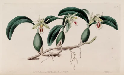 Illustration von Coelogyne fimbriata